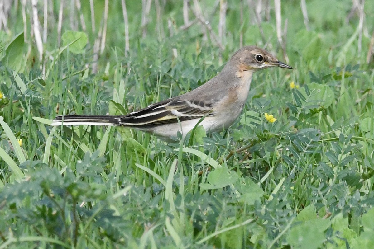 Өрнийн шар цэгцгий - ML642297712