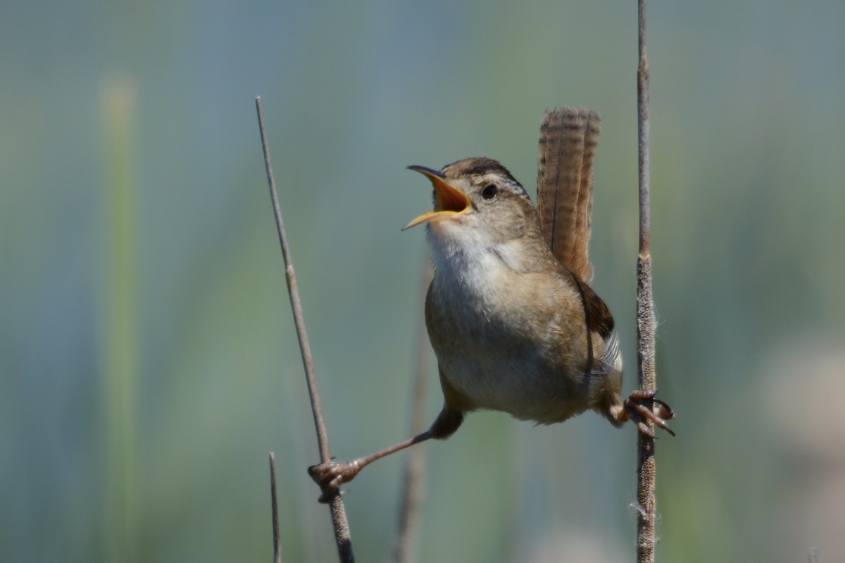 Marsh Wren - ML642297725