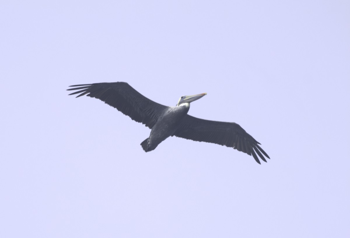 Brown Pelican (California) - ML642297735