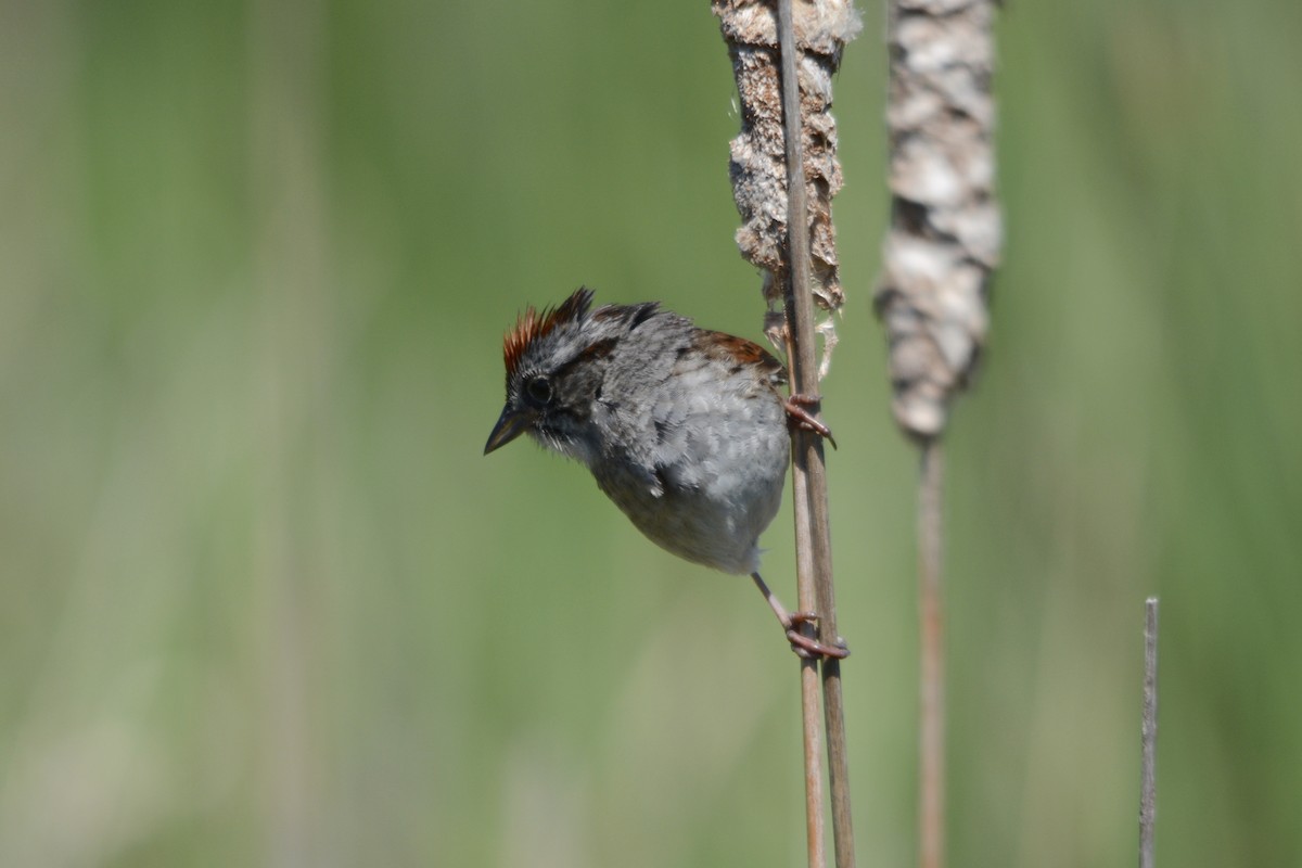Swamp Sparrow - ML642297736