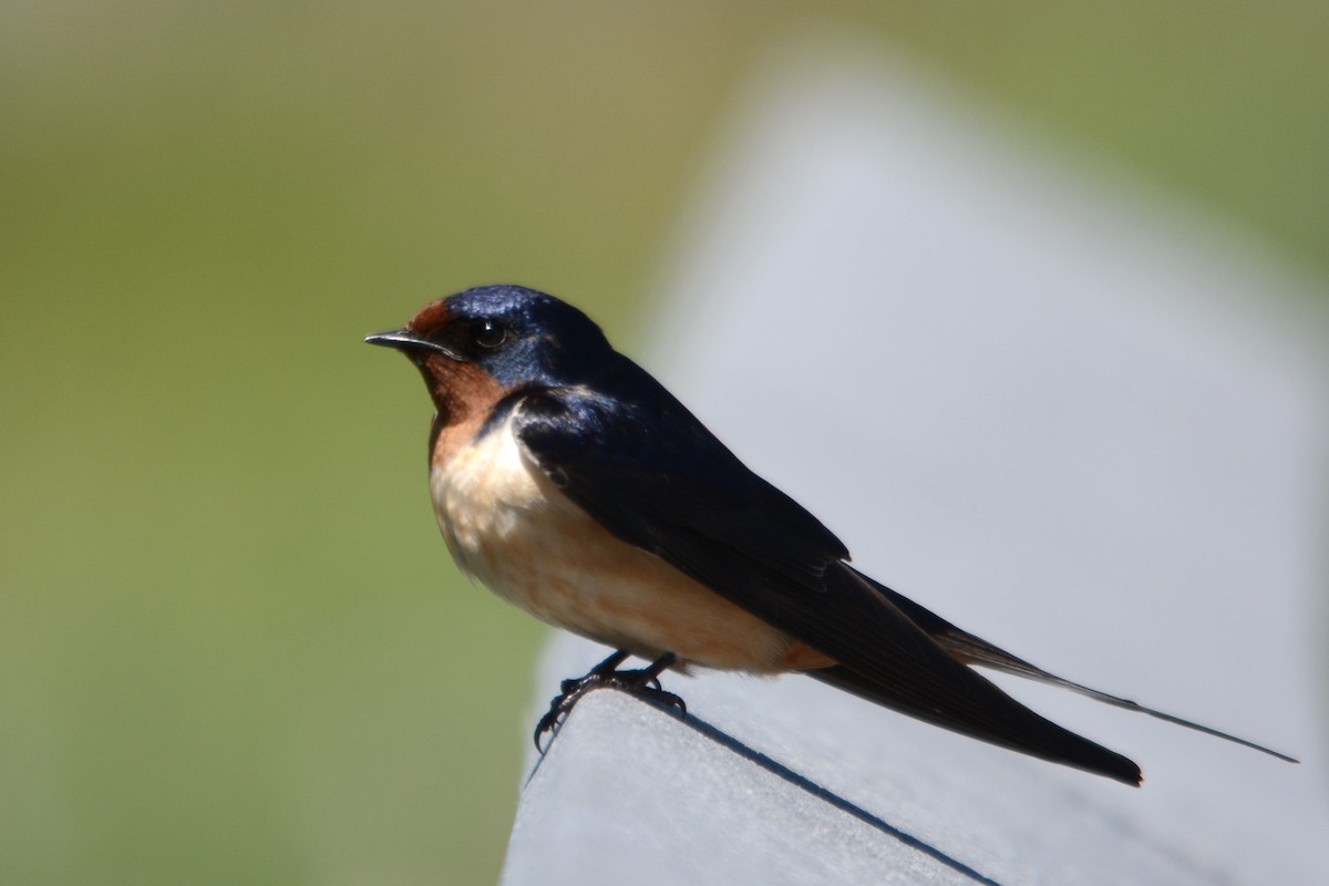 Barn Swallow - ML642297744