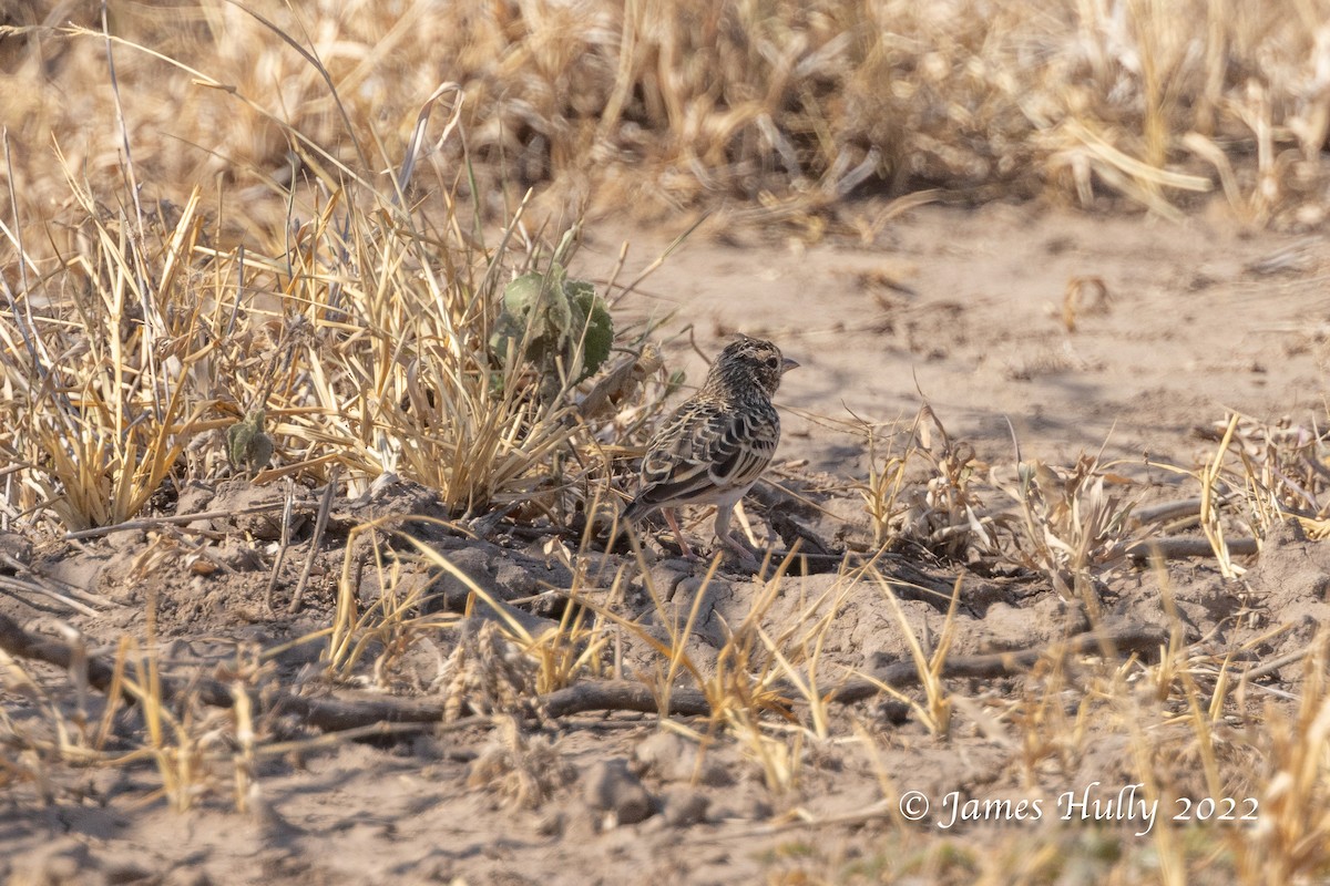 Singing Bushlark - ML642297754