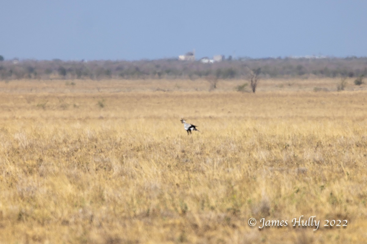 Secretarybird - ML642297774