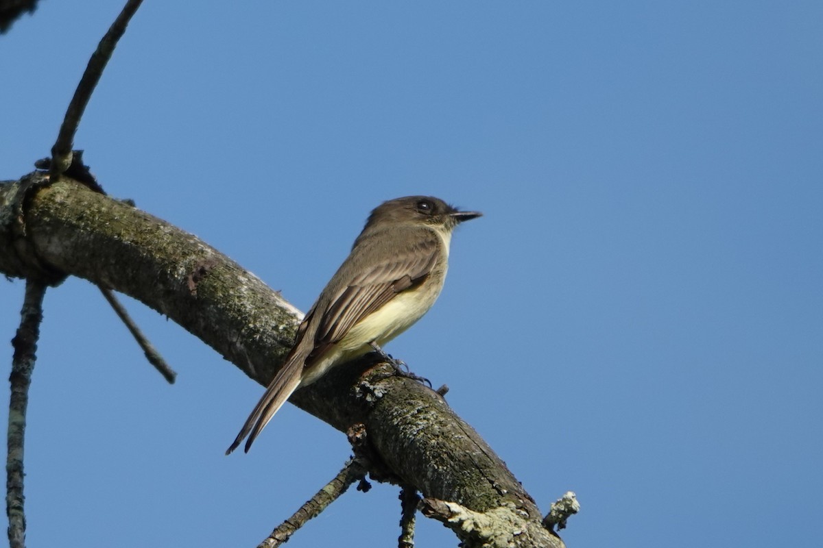 Moucherolle phébi - ML642297783