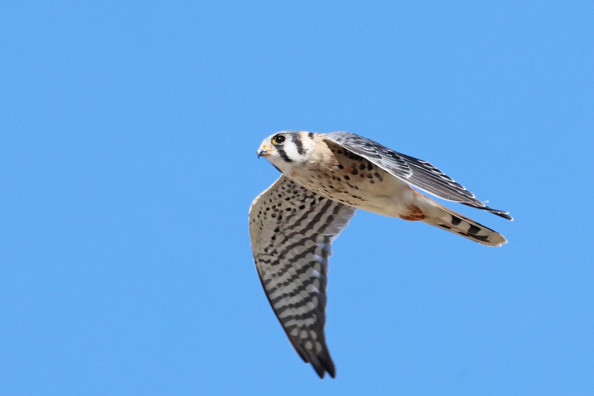 American Kestrel - ML642297798
