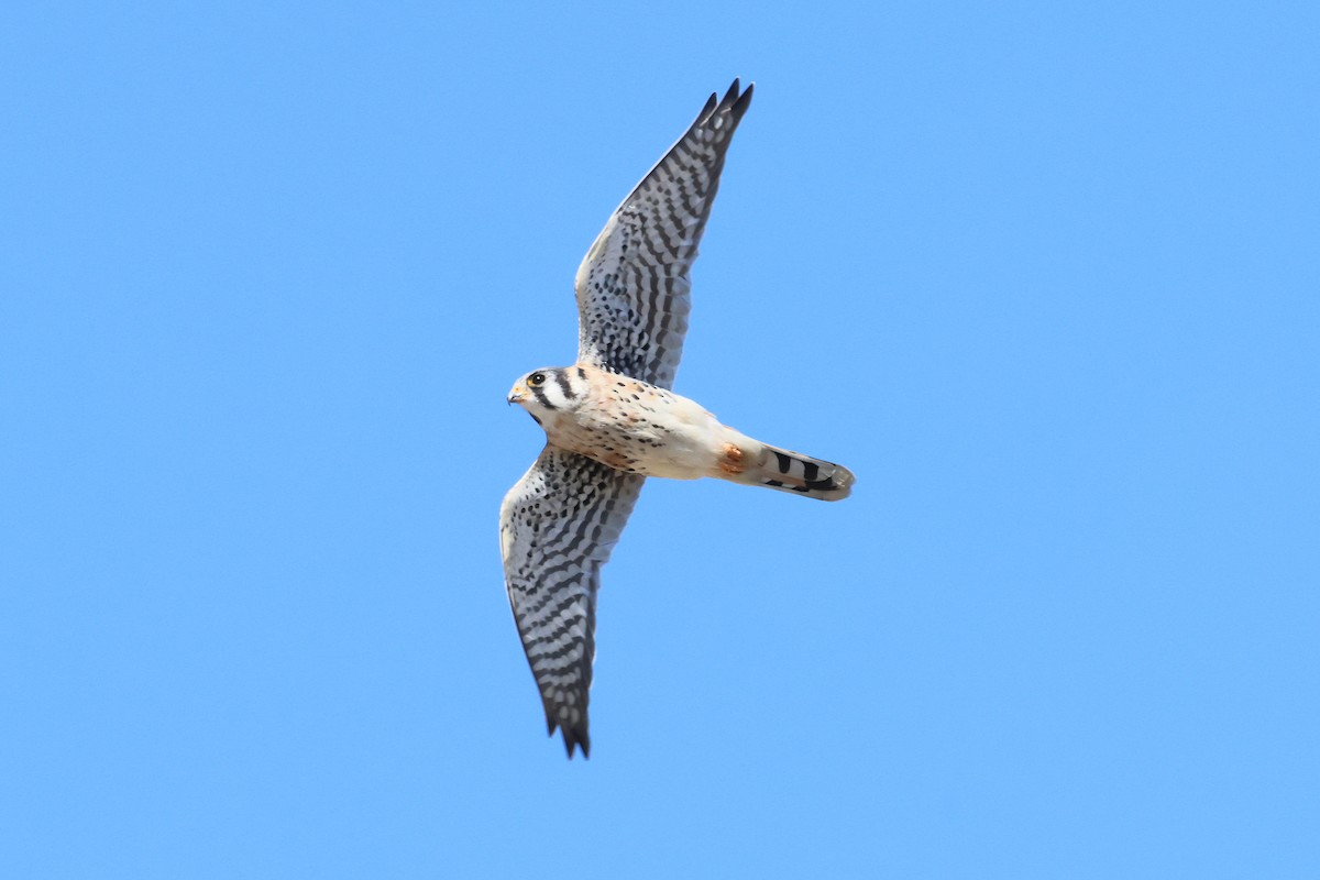 American Kestrel - ML642297799