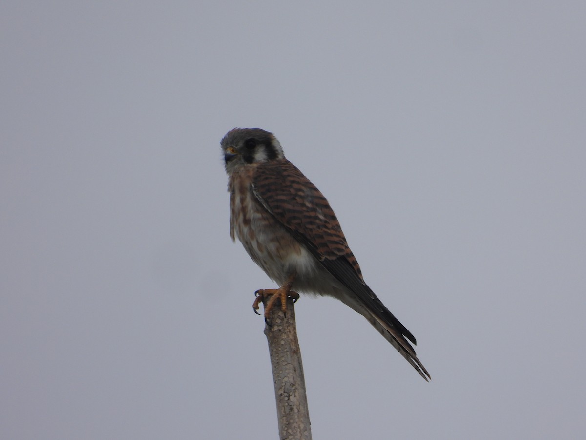 American Kestrel - ML642297816