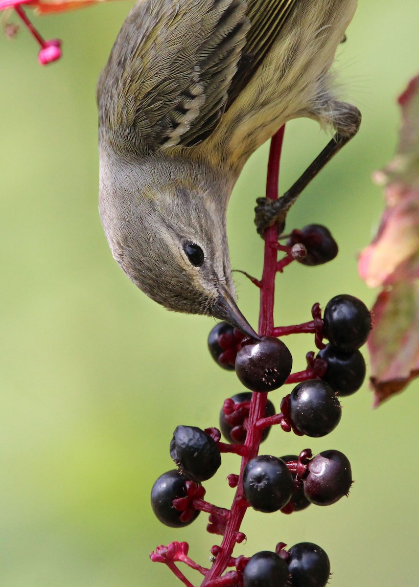Cape May Warbler - ML642297818