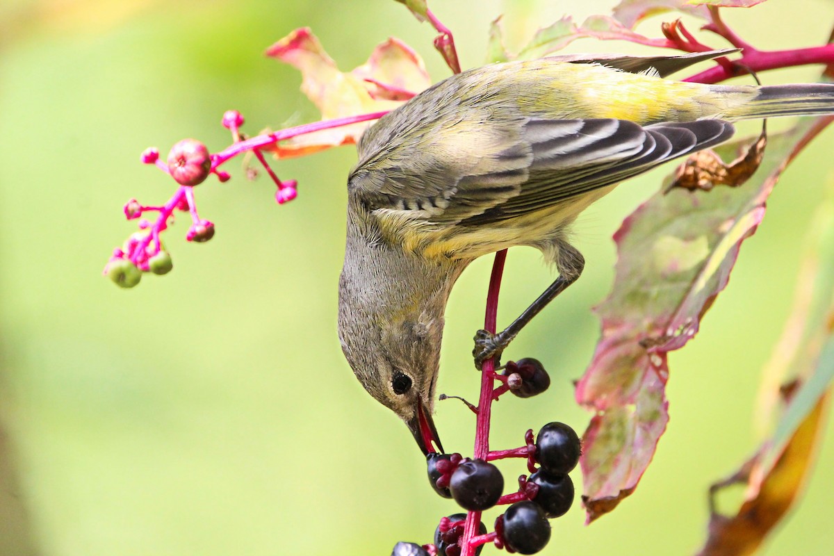 Cape May Warbler - ML642297819