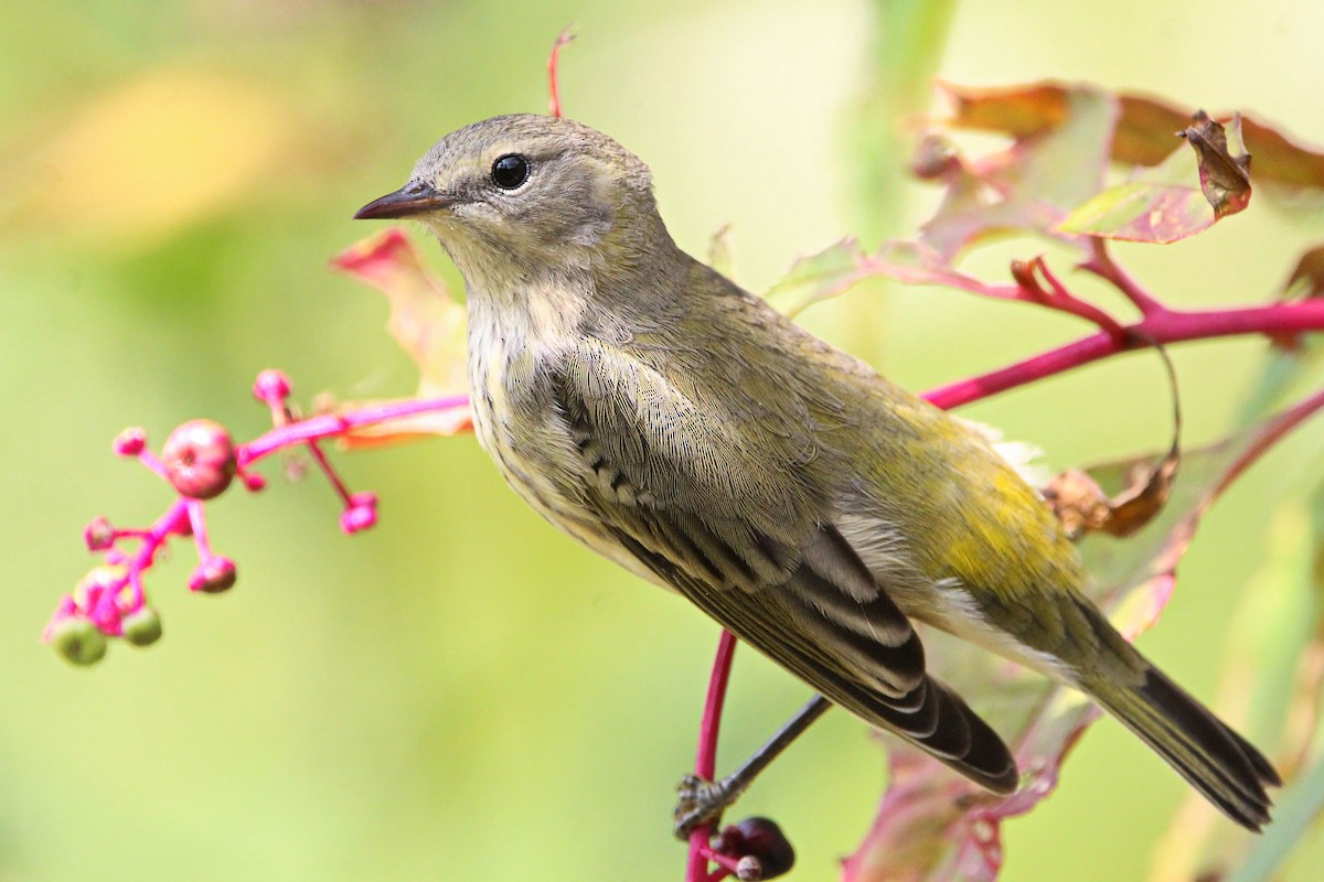 Cape May Warbler - ML642297820