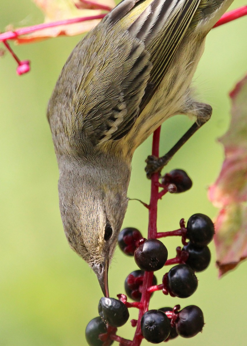 Cape May Warbler - ML642297821