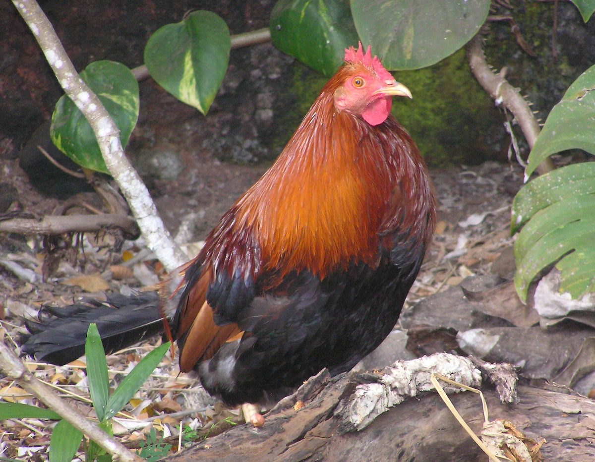 Red Junglefowl (Domestic type) - ML642297823