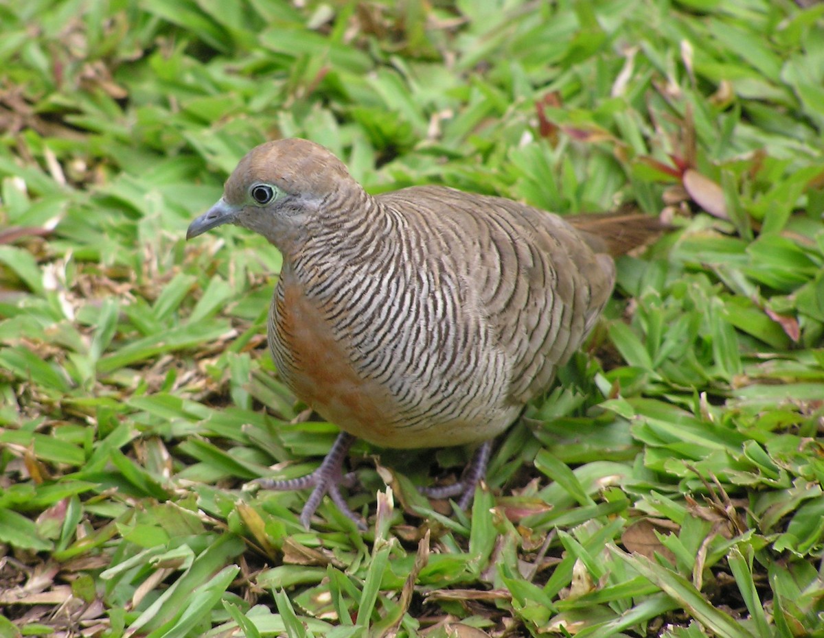 Zebra Dove - ML642297837