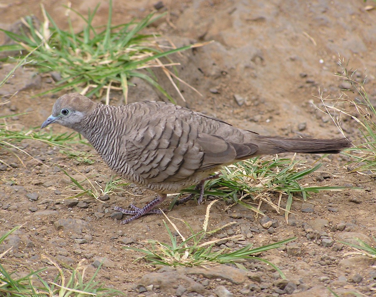 Zebra Dove - ML642297842