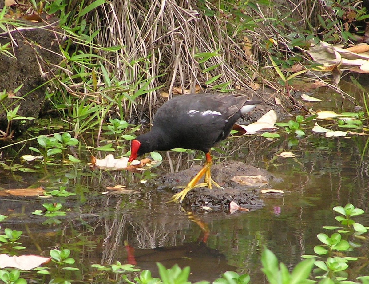 Common Gallinule (Hawaiian) - ML642297847