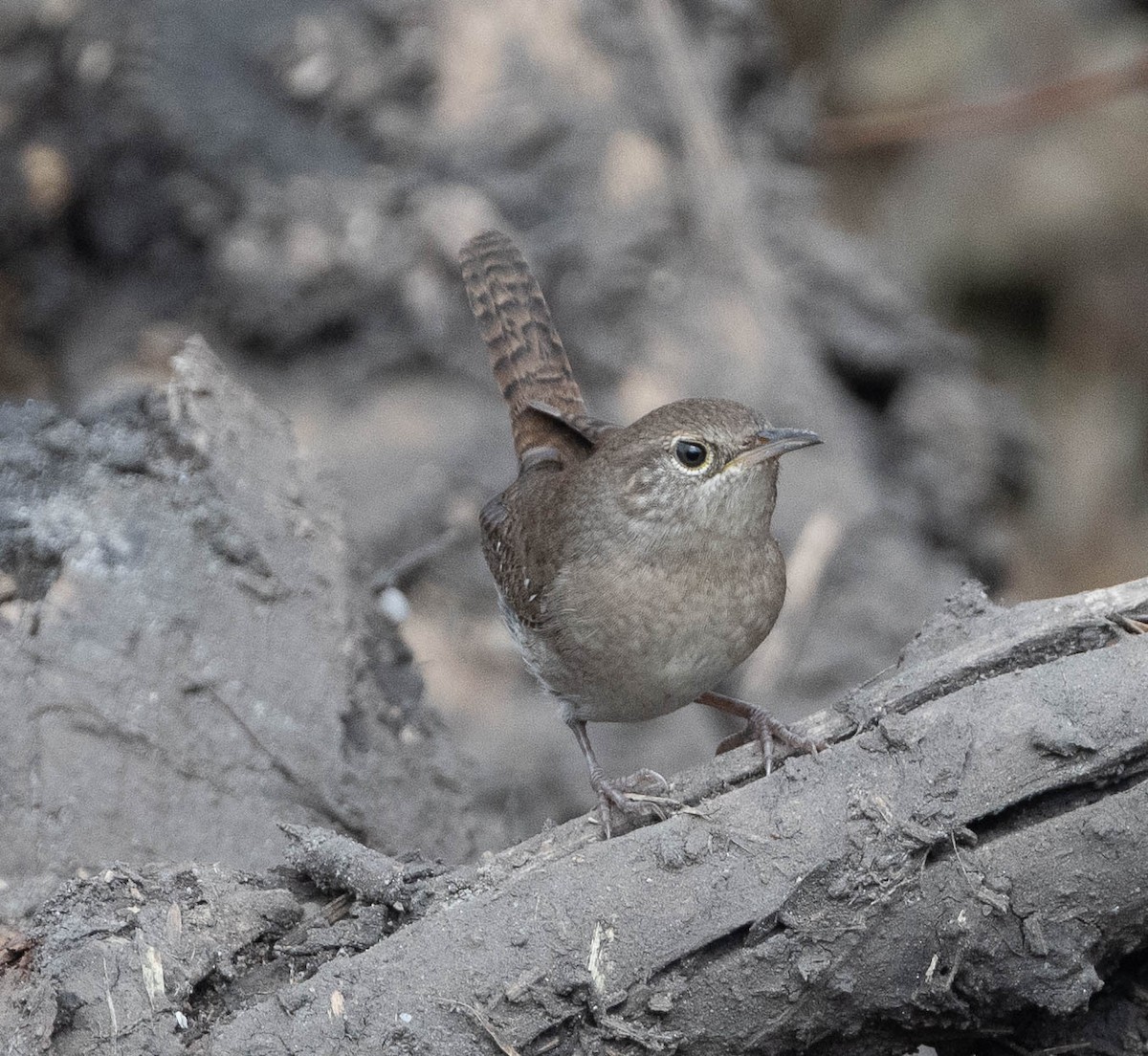 Northern House Wren (Northern) - ML642297848