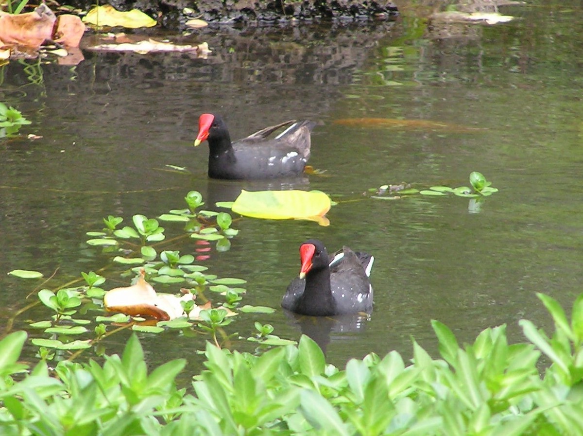 Common Gallinule (Hawaiian) - ML642297852