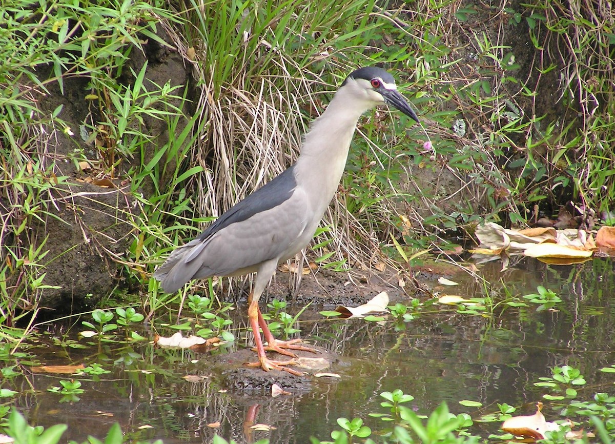 Black-crowned Night Heron - ML642297859