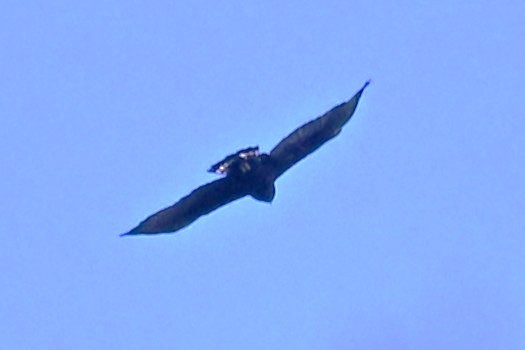 Zone-tailed Hawk - ML642297898