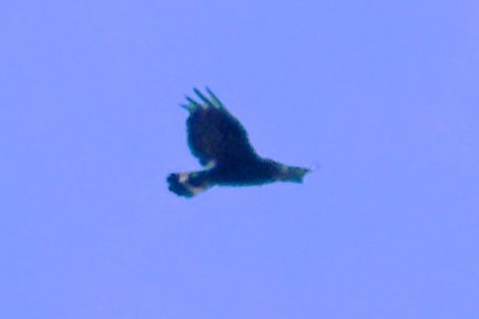 Zone-tailed Hawk - ML642297904