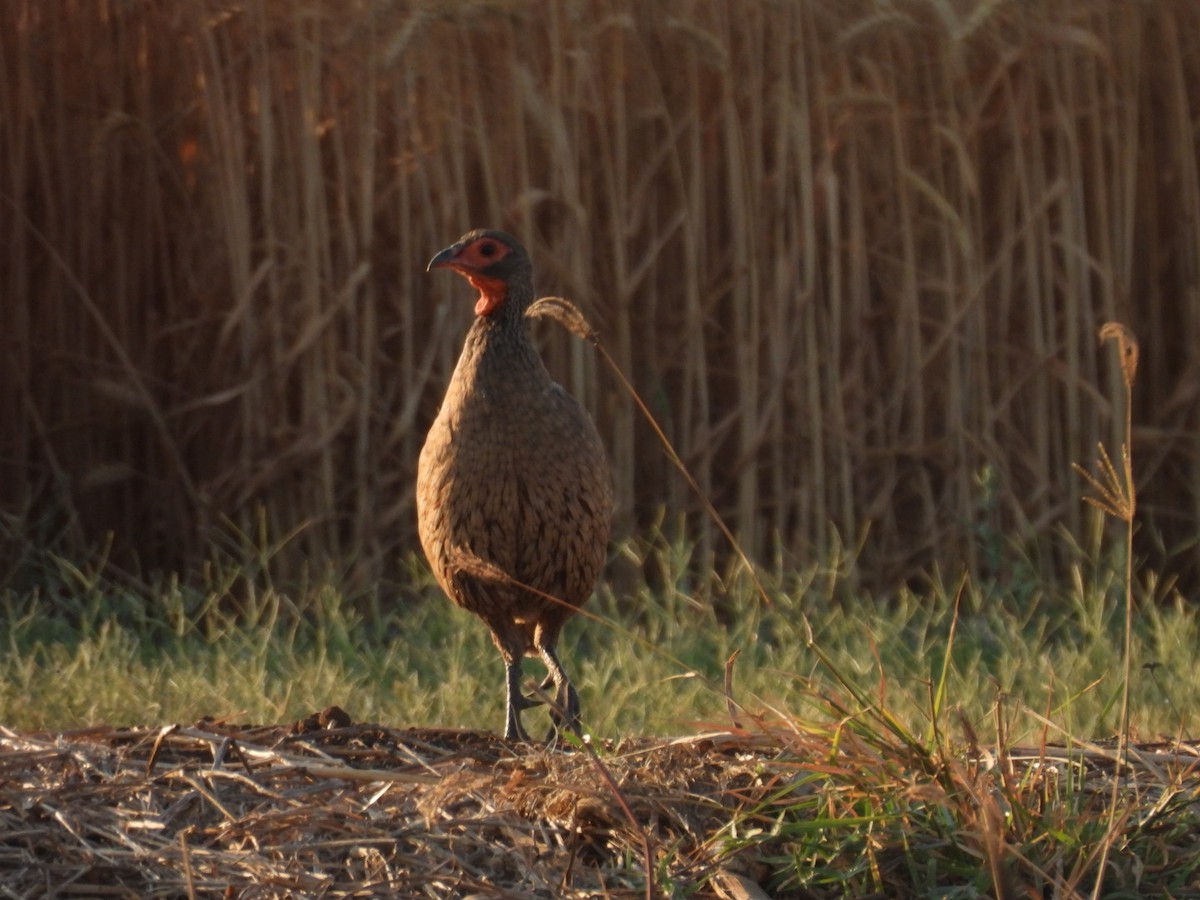 Swainson's Spurfowl - ML642297907