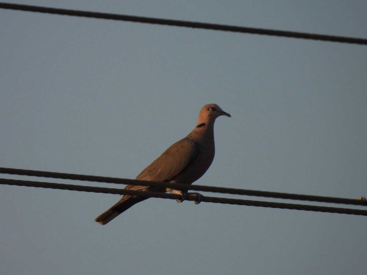 Red-eyed Dove - ML642297918