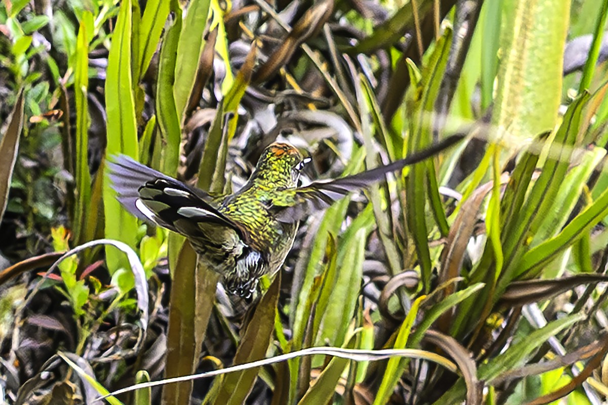 Rainbow-bearded Thornbill - ML642297925