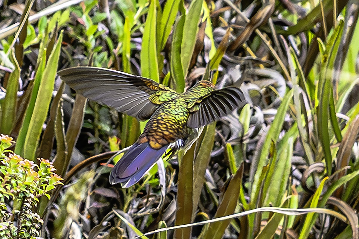 Rainbow-bearded Thornbill - ML642297926