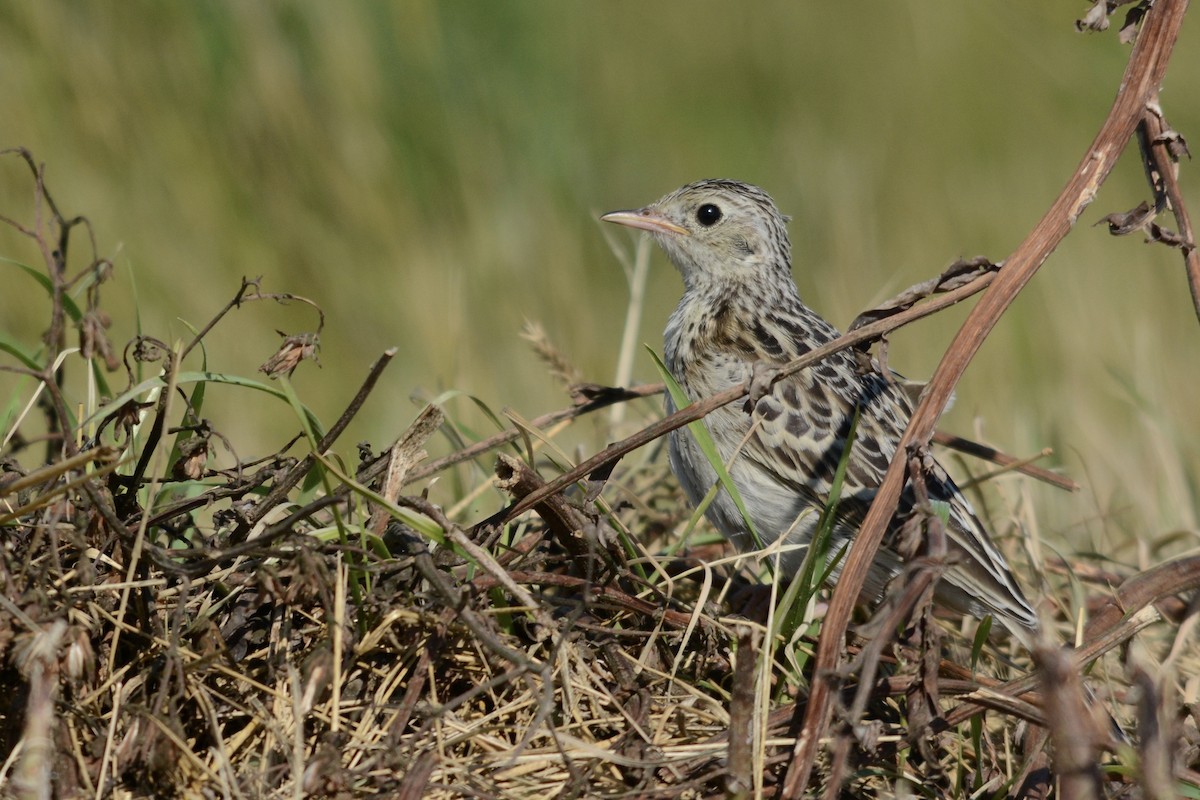 Sprague's Pipit - ML642297928