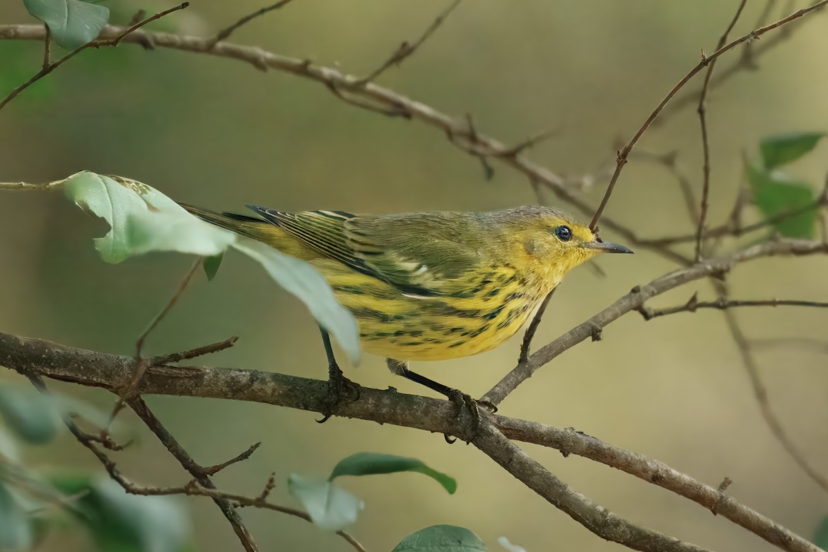Cape May Warbler - ML642297945