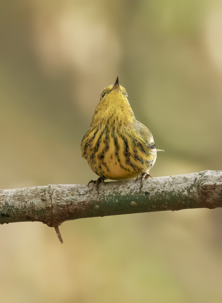 Cape May Warbler - ML642297946