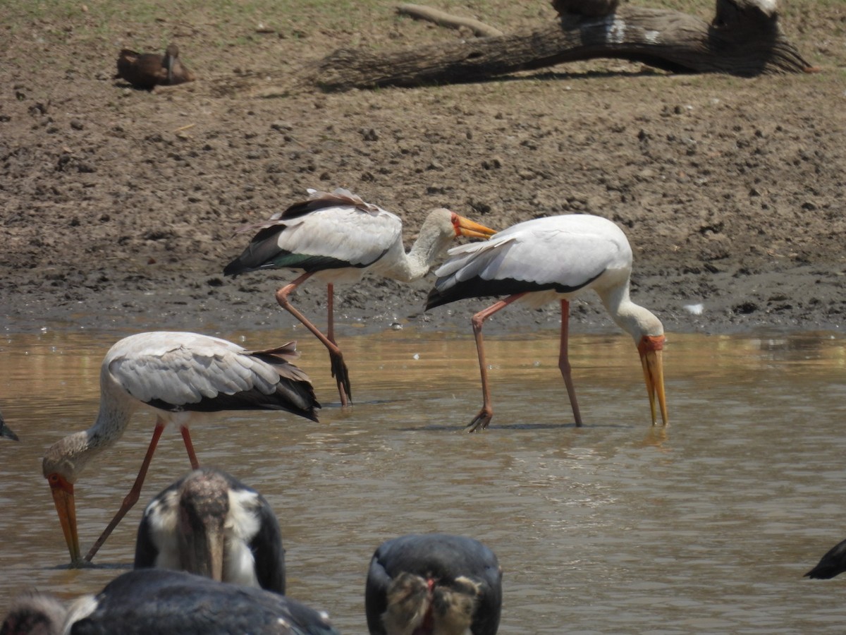 Yellow-billed Stork - ML642297953