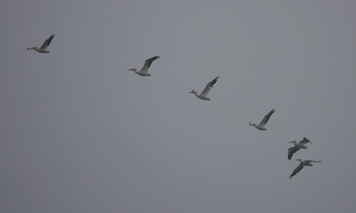 American White Pelican - ML642297956