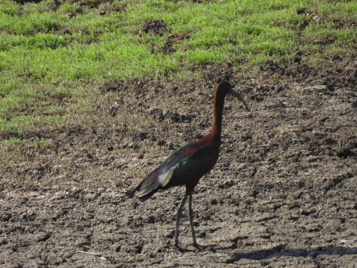 Glossy Ibis - ML642297963