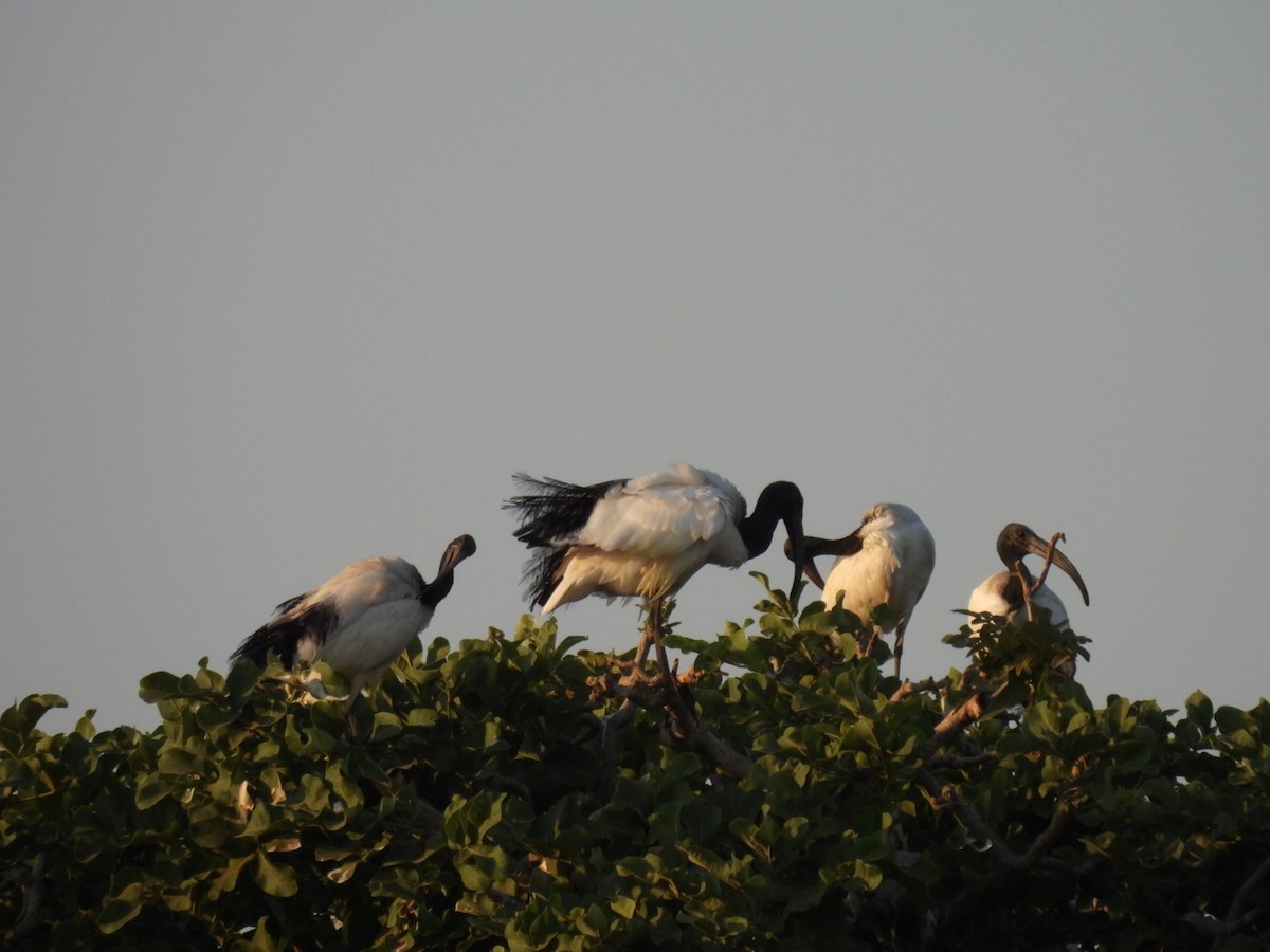 埃及聖䴉 - ML642297966