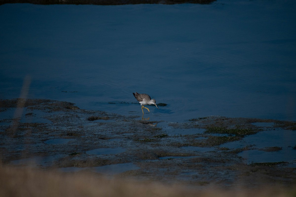 Greater Yellowlegs - ML642297993