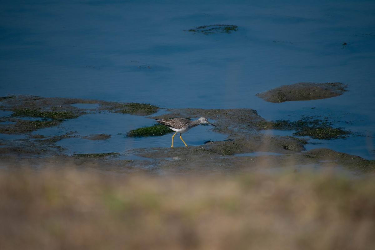 Greater Yellowlegs - ML642297994