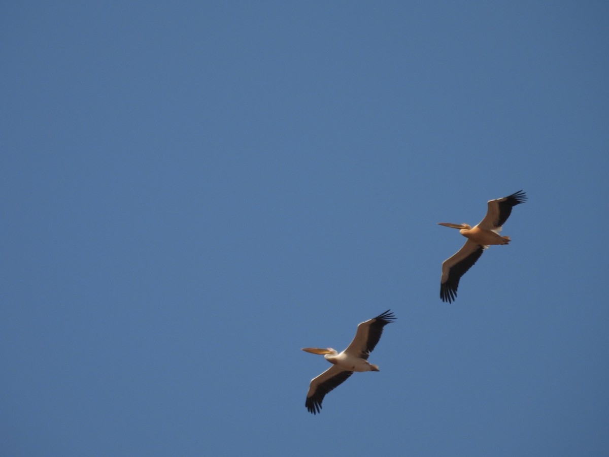 白鵜鶘 - ML642297995