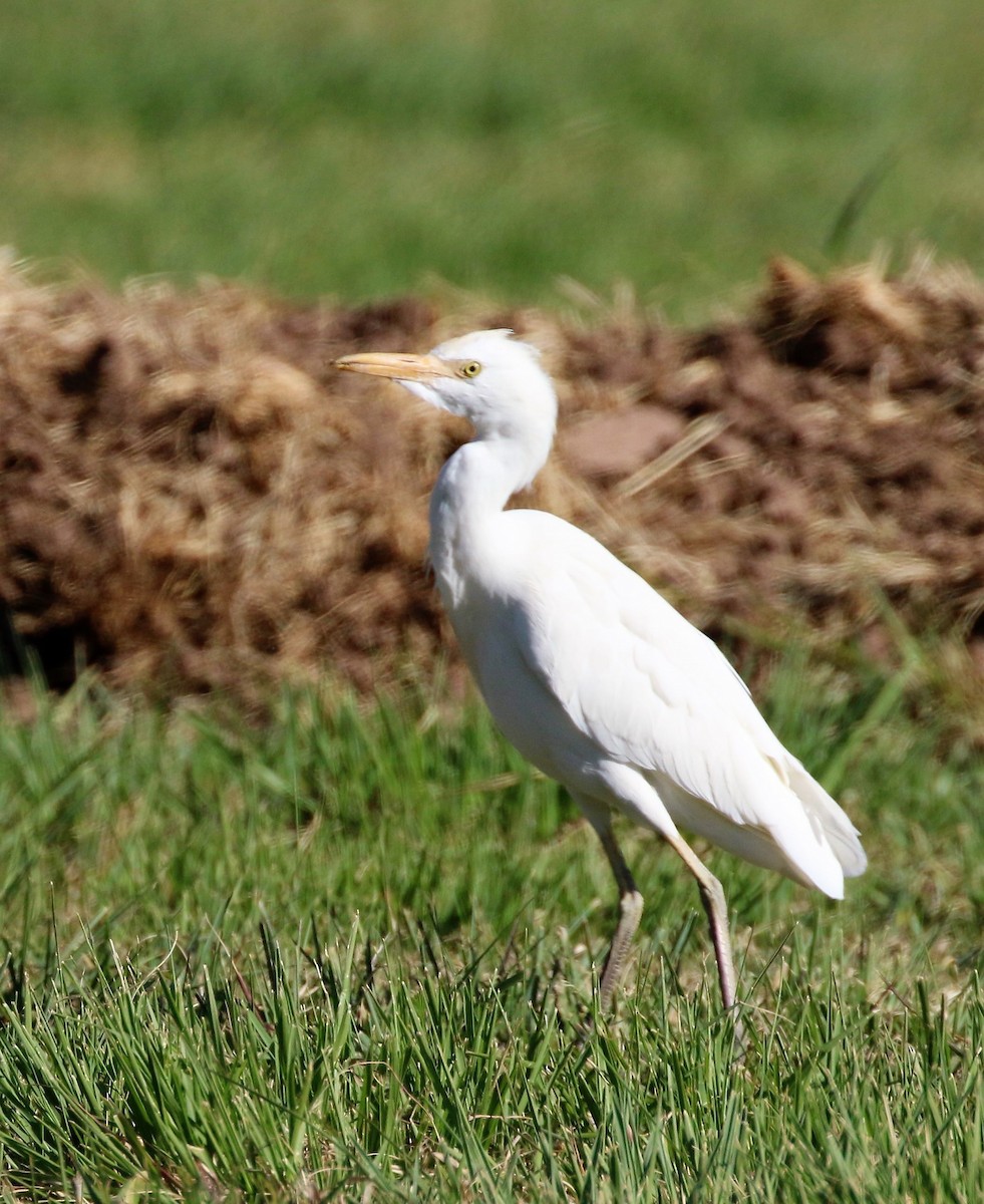 Египетская цапля (ibis) - ML64229801