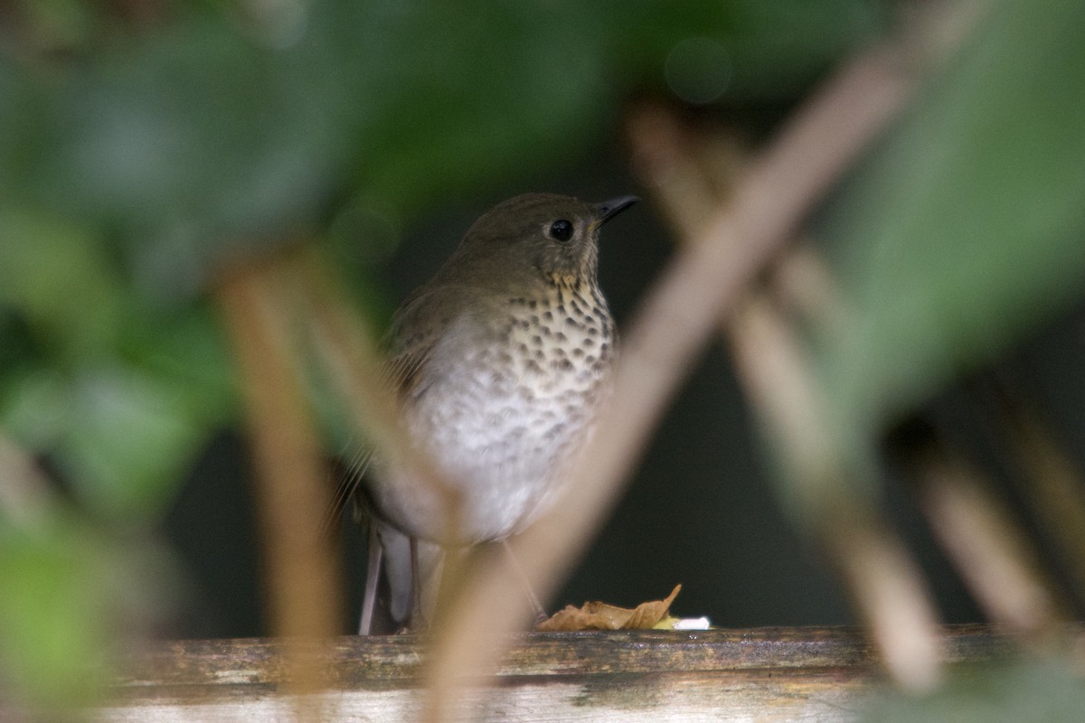 Gray-cheeked Thrush - ML642298010