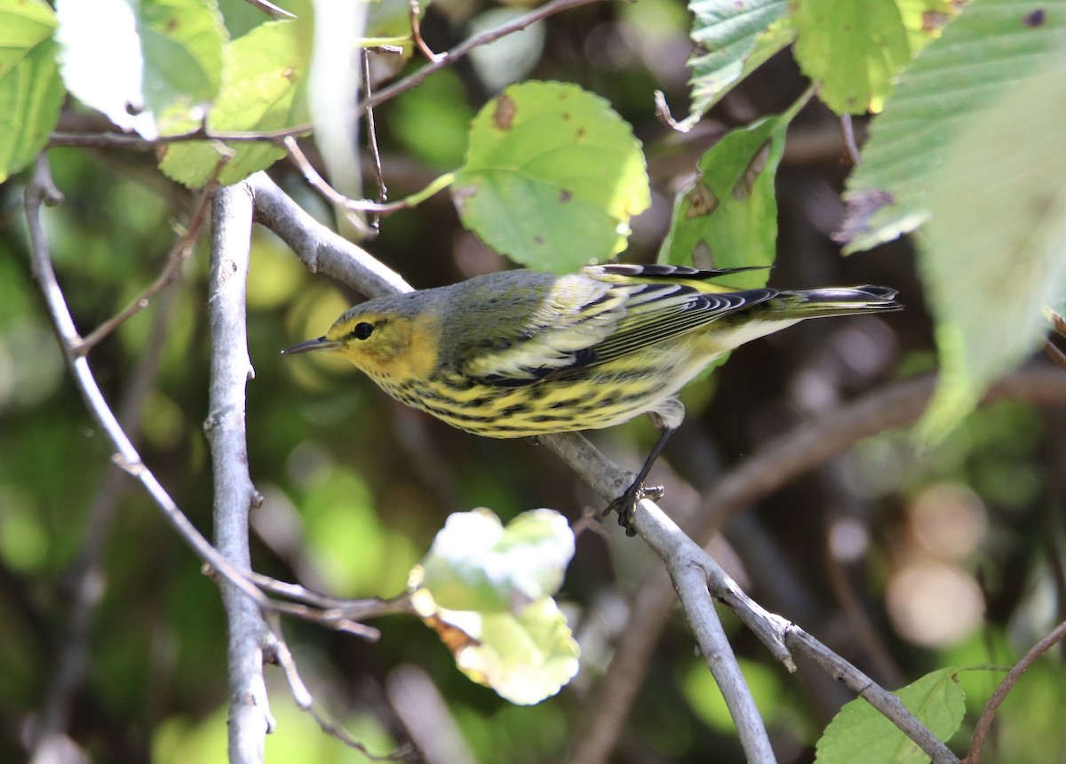 Cape May Warbler - ML642298016