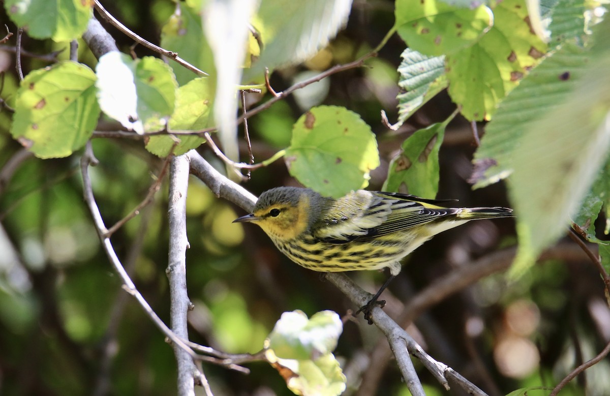 Cape May Warbler - ML642298017
