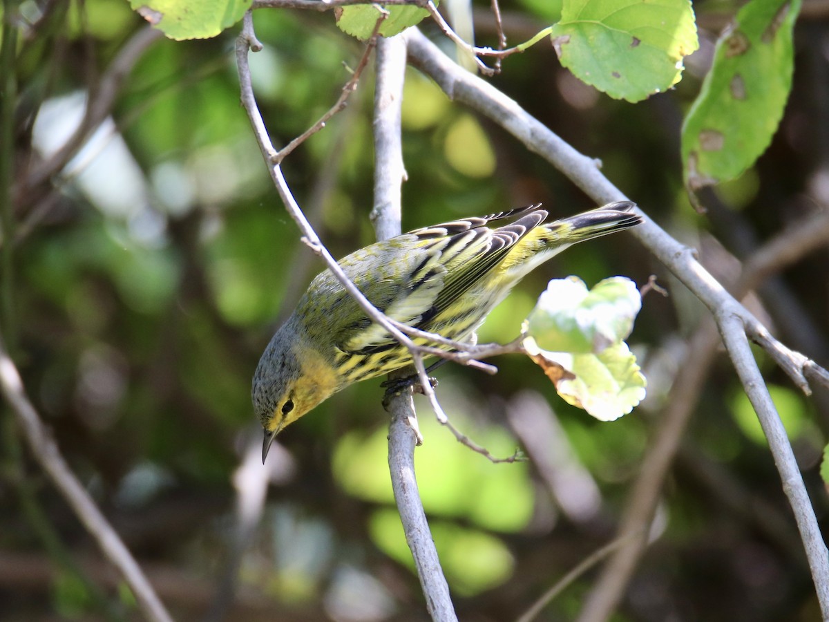 Cape May Warbler - ML642298018
