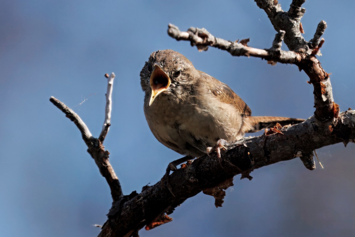 Northern House Wren - ML642298097