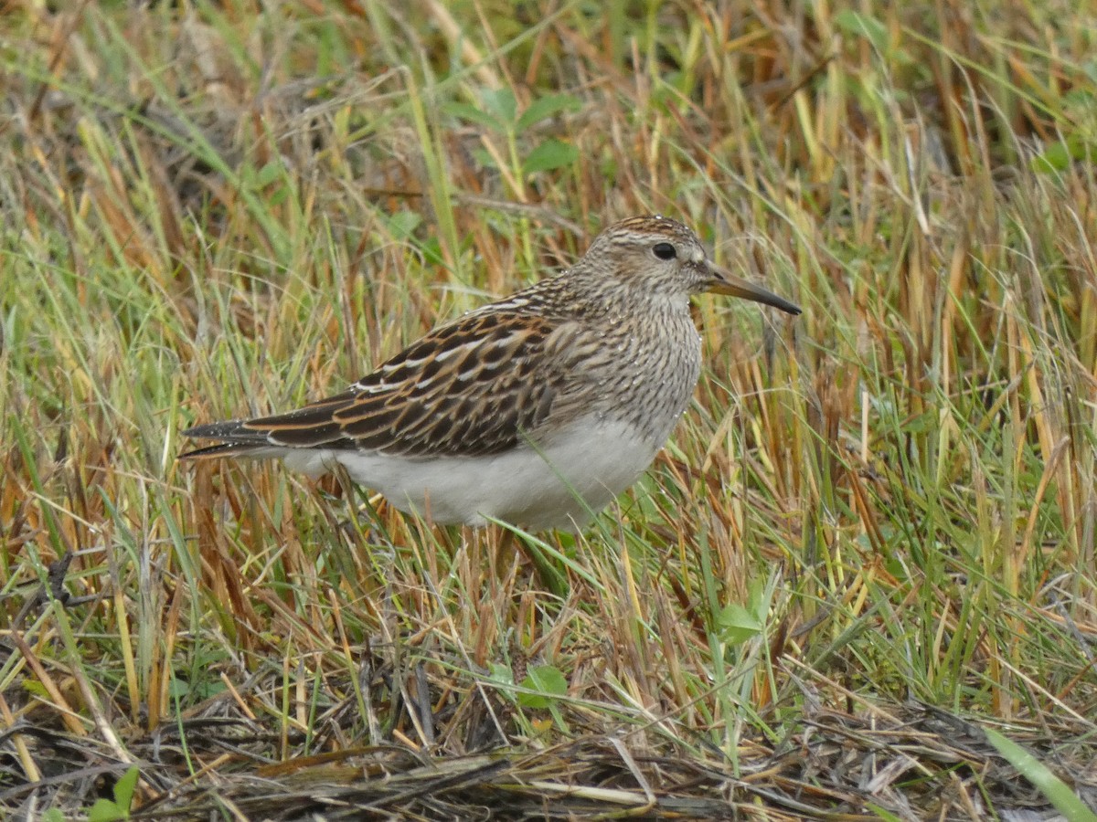 Pectoral Sandpiper - ML642298119