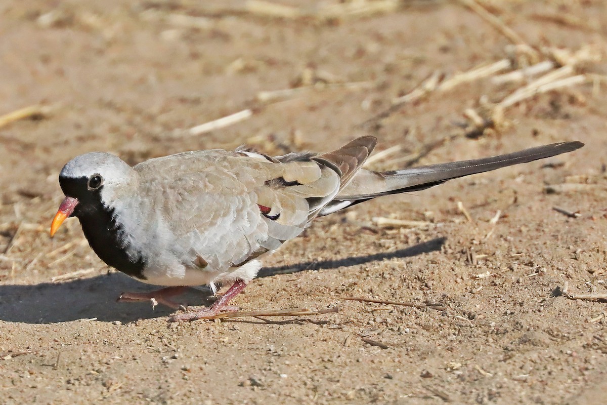 Namaqua Dove - ML642298122