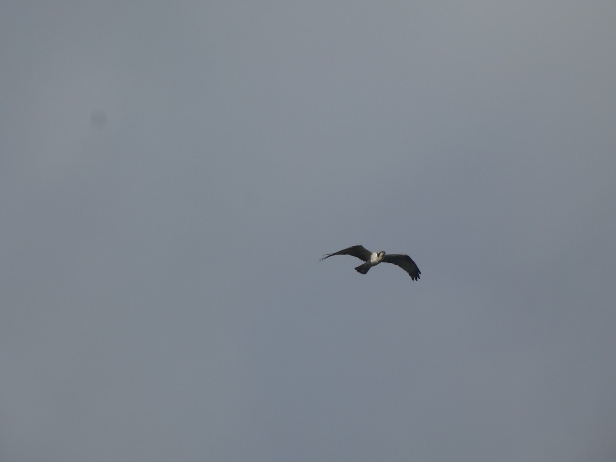 Osprey - ML642298129