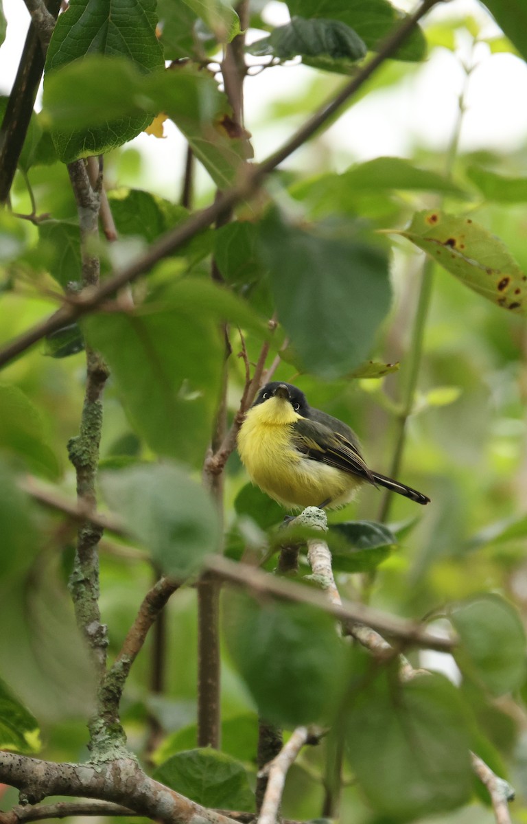 Common Tody-Flycatcher - ML642298133