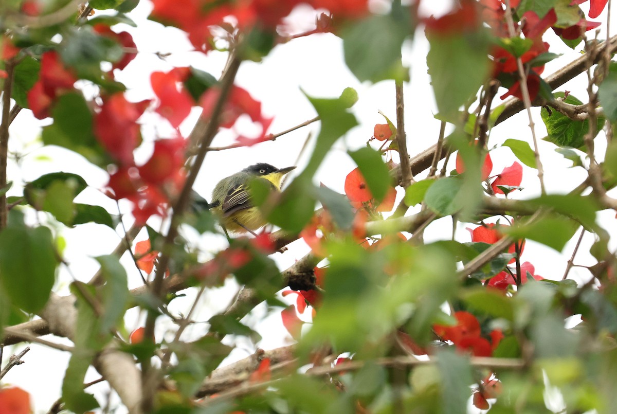Common Tody-Flycatcher - ML642298136