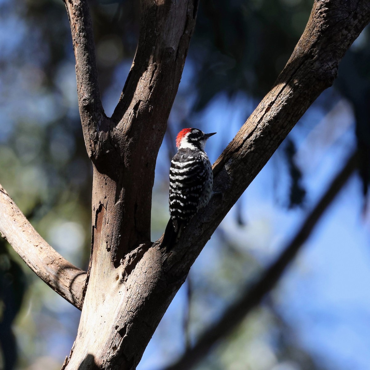 Nuttall's Woodpecker - ML642298138